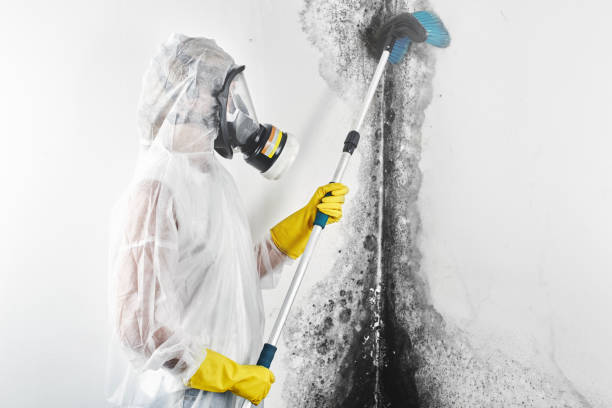  Carey, OH Mold Removal Pros