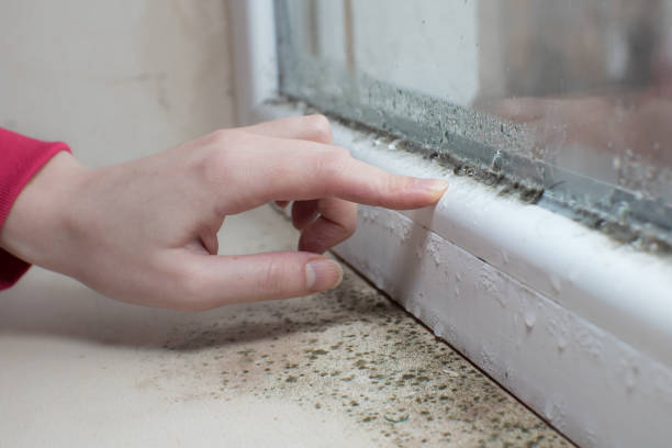 Best Post-Construction Mold Inspection  in Carey, OH