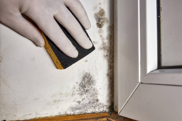 Best Post-Remediation Verification Testing  in Carey, OH
