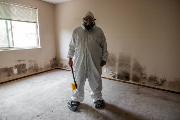 Best Basement Mold Removal  in Carey, OH